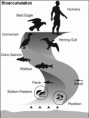 /album/photo-gallery-photogallery/bioaccumulation-flow-chart-png/